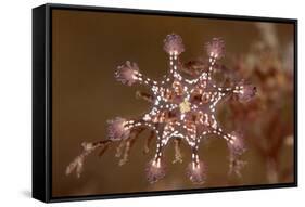 St John's stalked jellyfish growing on seaweed, Dorset, UK-Alex Mustard-Framed Stretched Canvas