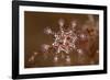 St John's stalked jellyfish growing on seaweed, Dorset, UK-Alex Mustard-Framed Photographic Print