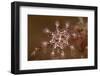 St John's stalked jellyfish growing on seaweed, Dorset, UK-Alex Mustard-Framed Photographic Print