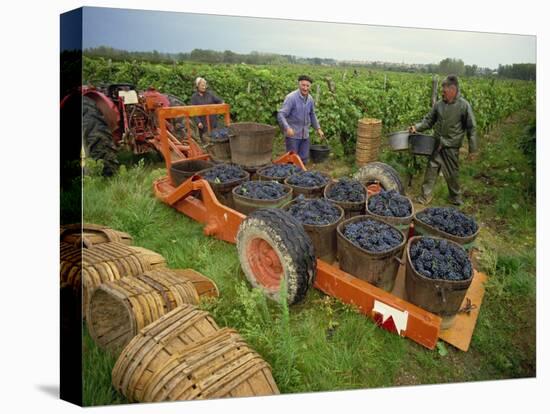 St. Joseph Vineyards, Ardeche, Rhone Alpes, France-Michael Busselle-Stretched Canvas