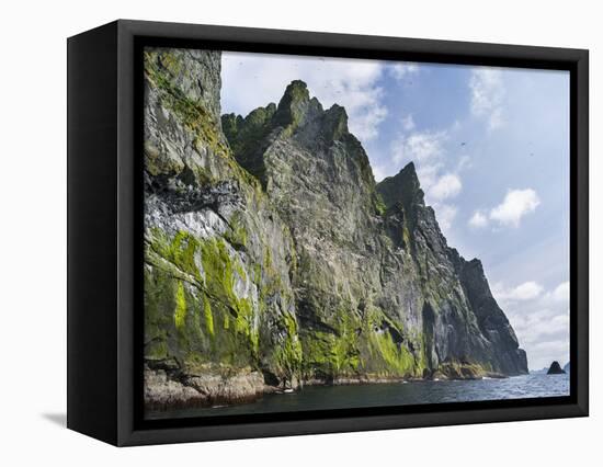 St Kilda Islands, Scotland. Boreray Island, Northern Gannet Colony-Martin Zwick-Framed Stretched Canvas