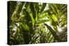 St. Kitts and Nevis, Nevis. Cole Hill, tropical plants-Walter Bibikow-Stretched Canvas