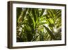 St. Kitts and Nevis, Nevis. Cole Hill, tropical plants-Walter Bibikow-Framed Photographic Print