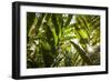 St. Kitts and Nevis, Nevis. Cole Hill, tropical plants-Walter Bibikow-Framed Photographic Print