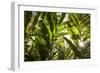 St. Kitts and Nevis, Nevis. Cole Hill, tropical plants-Walter Bibikow-Framed Photographic Print