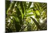 St. Kitts and Nevis, Nevis. Cole Hill, tropical plants-Walter Bibikow-Mounted Photographic Print