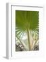 St. Kitts and Nevis, St. Kitts. Molineux, palm tree-Walter Bibikow-Framed Photographic Print