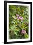 St. Kitts and Nevis, St. Kitts. Molineux, tropical flowers-Walter Bibikow-Framed Photographic Print