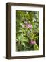 St. Kitts and Nevis, St. Kitts. Molineux, tropical flowers-Walter Bibikow-Framed Photographic Print