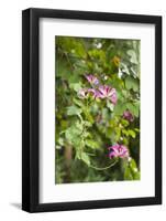 St. Kitts and Nevis, St. Kitts. Molineux, tropical flowers-Walter Bibikow-Framed Photographic Print