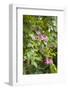 St. Kitts and Nevis, St. Kitts. Molineux, tropical flowers-Walter Bibikow-Framed Photographic Print