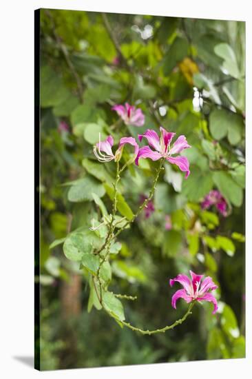 St. Kitts and Nevis, St. Kitts. Molineux, tropical flowers-Walter Bibikow-Stretched Canvas