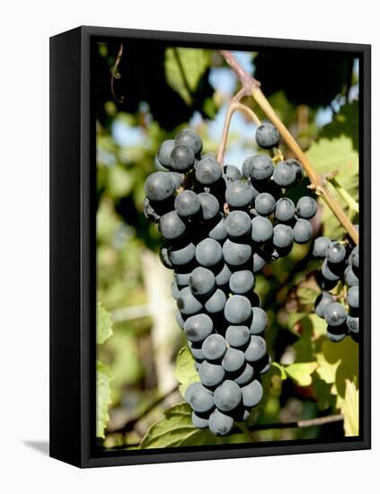 St. Laurent Wine Grapes in Vineyard Near Village of Kostelec, Brnensko, Czech Republic, Europe-Richard Nebesky-Framed Stretched Canvas