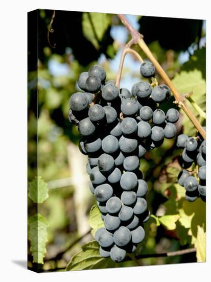 St. Laurent Wine Grapes in Vineyard Near Village of Kostelec, Brnensko, Czech Republic, Europe-Richard Nebesky-Stretched Canvas