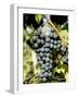 St. Laurent Wine Grapes in Vineyard Near Village of Kostelec, Brnensko, Czech Republic, Europe-Richard Nebesky-Framed Photographic Print