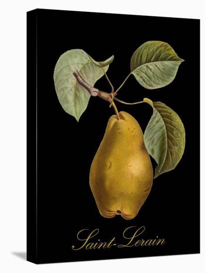 St. Lerain Pear-Mindy Sommers-Stretched Canvas