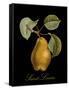 St. Lerain Pear-Mindy Sommers-Framed Stretched Canvas