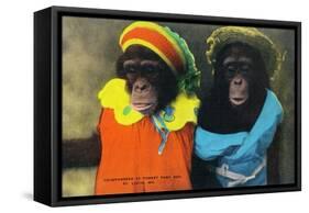 St. Louis, Missouri - Forest Park Zoo Chimpanzees in Costume-Lantern Press-Framed Stretched Canvas