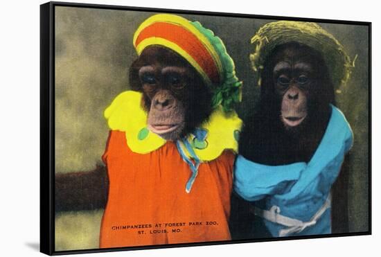 St. Louis, Missouri - Forest Park Zoo Chimpanzees in Costume-Lantern Press-Framed Stretched Canvas
