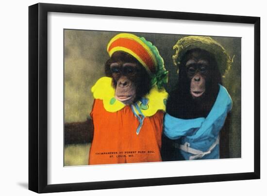 St. Louis, Missouri - Forest Park Zoo Chimpanzees in Costume-Lantern Press-Framed Art Print