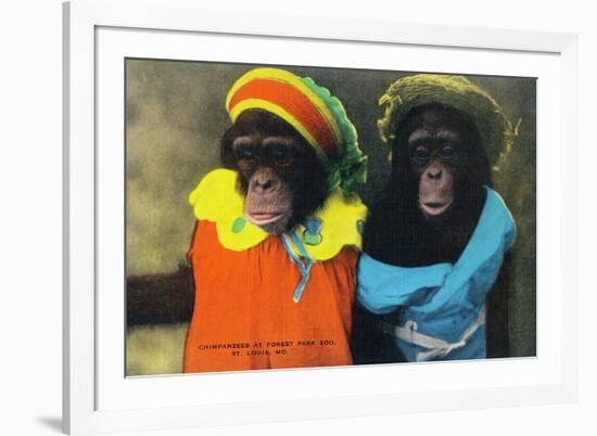 St. Louis, Missouri - Forest Park Zoo Chimpanzees in Costume-Lantern Press-Framed Premium Giclee Print