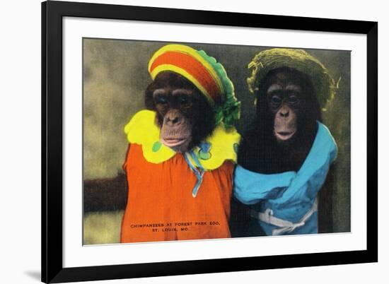 St. Louis, Missouri - Forest Park Zoo Chimpanzees in Costume-Lantern Press-Framed Premium Giclee Print