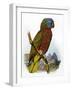 St Lucia Amazon Parrot-William T. Cooper-Framed Giclee Print