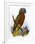 St Lucia Amazon Parrot-William T. Cooper-Framed Giclee Print