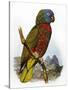 St Lucia Amazon Parrot-William T. Cooper-Stretched Canvas