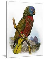 St Lucia Amazon Parrot-William T. Cooper-Stretched Canvas