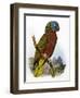St Lucia Amazon Parrot-William T. Cooper-Framed Giclee Print