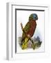 St Lucia Amazon Parrot-William T. Cooper-Framed Giclee Print