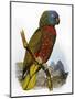 St Lucia Amazon Parrot-William T. Cooper-Mounted Giclee Print