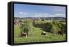 St. Maergen, Spring, Glottertal Valley, Black Forest, Baden Wurttemberg, Germany-Markus Lange-Framed Stretched Canvas