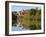 St. Mang Monastery and Basilica Reflected in the River Lech, Fussen, Bavaria (Bayern), Germany-Gary Cook-Framed Photographic Print