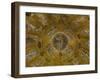 St Marks Basilica, Venice, 10th Century-null-Framed Photographic Print