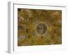 St Marks Basilica, Venice, 10th Century-null-Framed Photographic Print