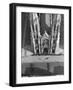St. Patrick's Day Parade-null-Framed Photographic Print