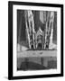 St. Patrick's Day Parade-null-Framed Photographic Print