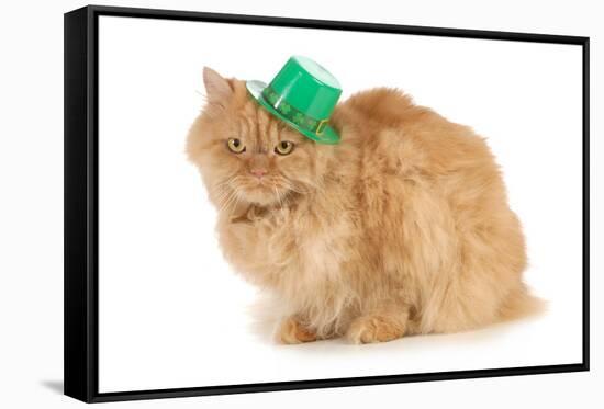 St Patricks Day Cat Looking at Viewer-Willee Cole-Framed Stretched Canvas