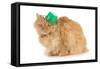 St Patricks Day Cat Looking at Viewer-Willee Cole-Framed Stretched Canvas