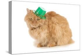 St Patricks Day Cat Looking at Viewer-Willee Cole-Stretched Canvas