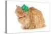 St Patricks Day Cat Looking at Viewer-Willee Cole-Stretched Canvas