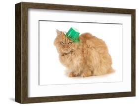 St Patricks Day Cat Looking at Viewer-Willee Cole-Framed Photographic Print