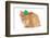 St Patricks Day Cat Looking at Viewer-Willee Cole-Framed Photographic Print