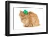 St Patricks Day Cat Looking at Viewer-Willee Cole-Framed Photographic Print