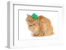 St Patricks Day Cat Looking at Viewer-Willee Cole-Framed Photographic Print