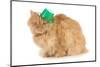 St Patricks Day Cat Looking at Viewer-Willee Cole-Mounted Photographic Print
