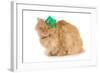 St Patricks Day Cat Looking at Viewer-Willee Cole-Framed Photographic Print