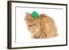 St Patricks Day Cat Looking at Viewer-Willee Cole-Framed Photographic Print